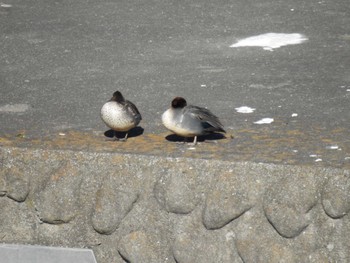 Green-winged Teal 相模大堰 Sun, 12/3/2023