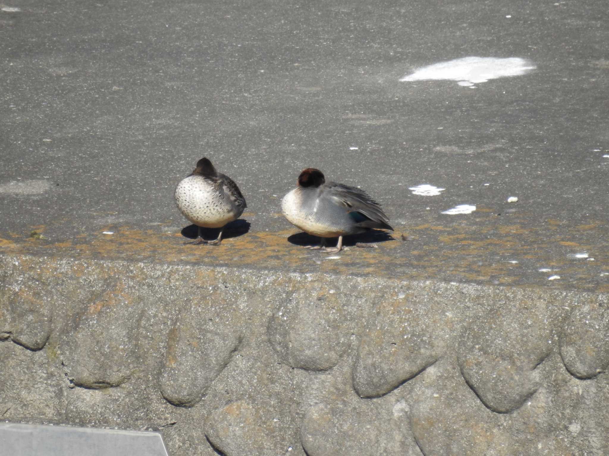 Green-winged Teal