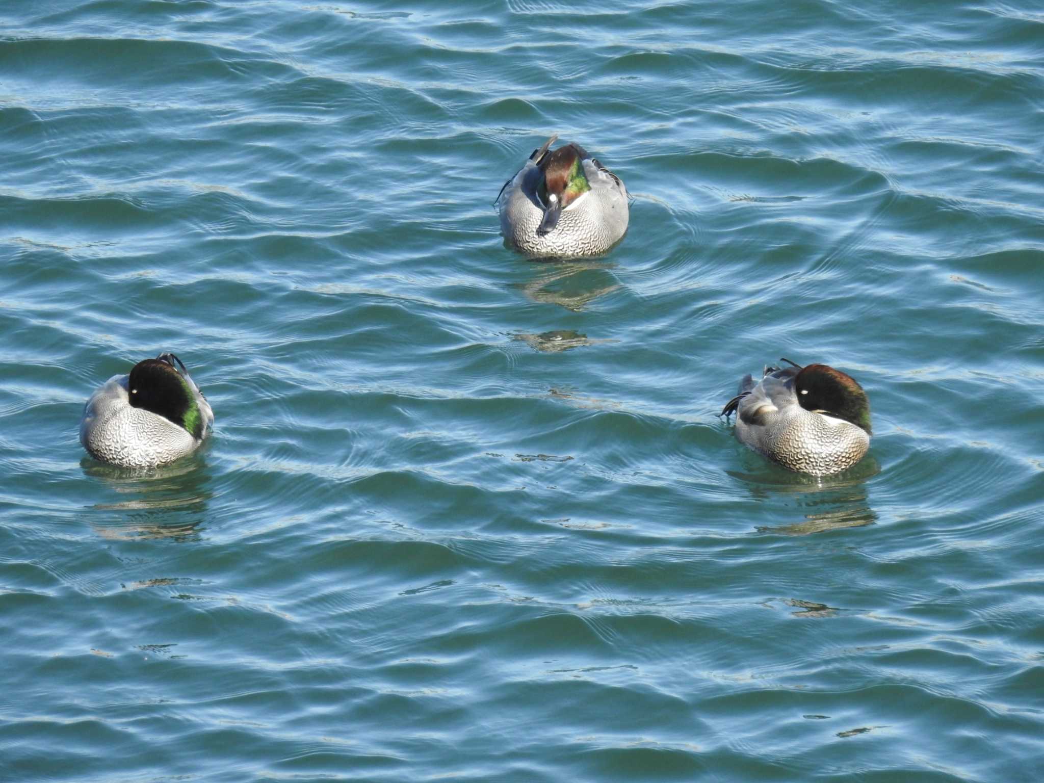 Falcated Duck