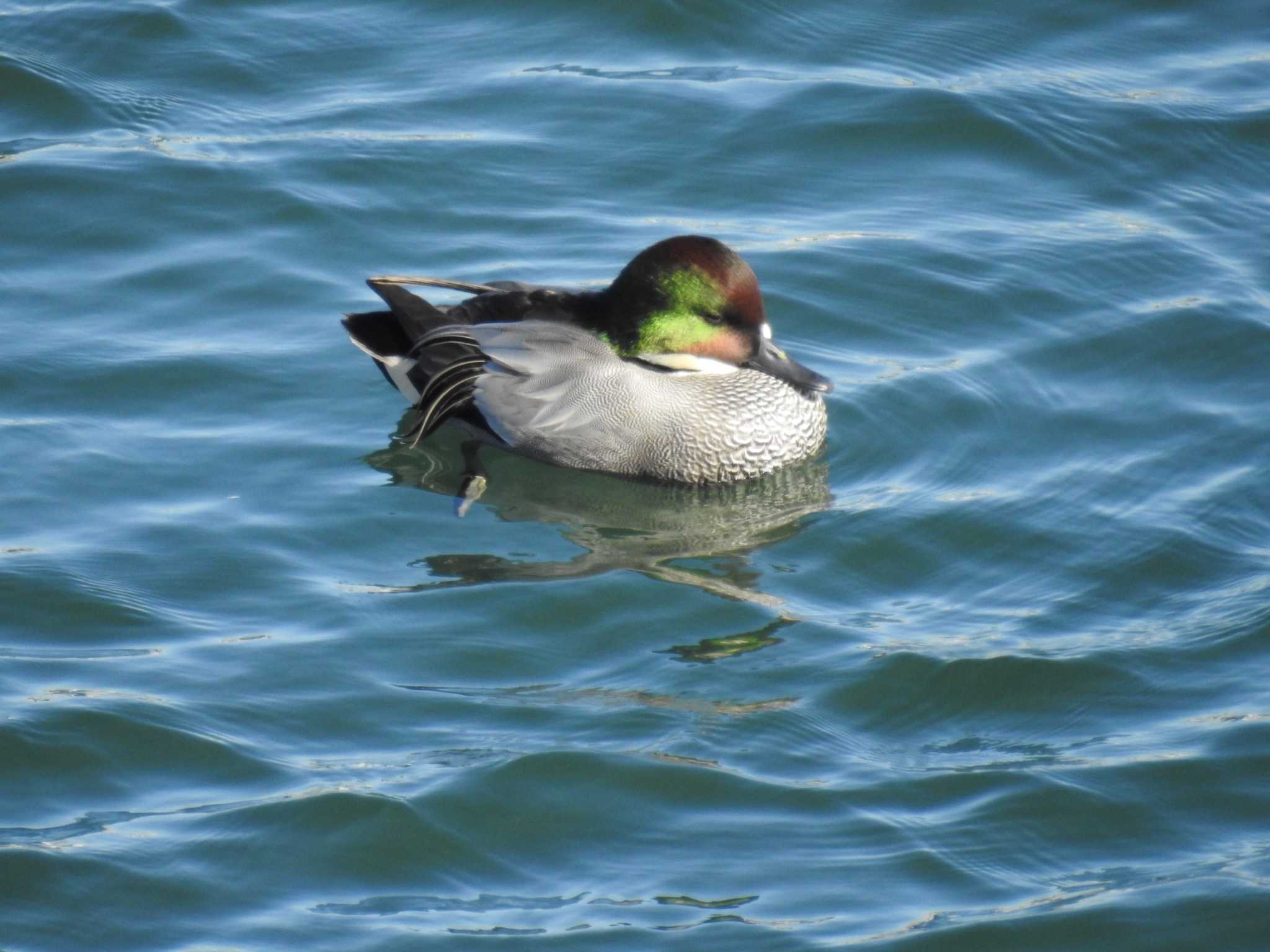 Falcated Duck