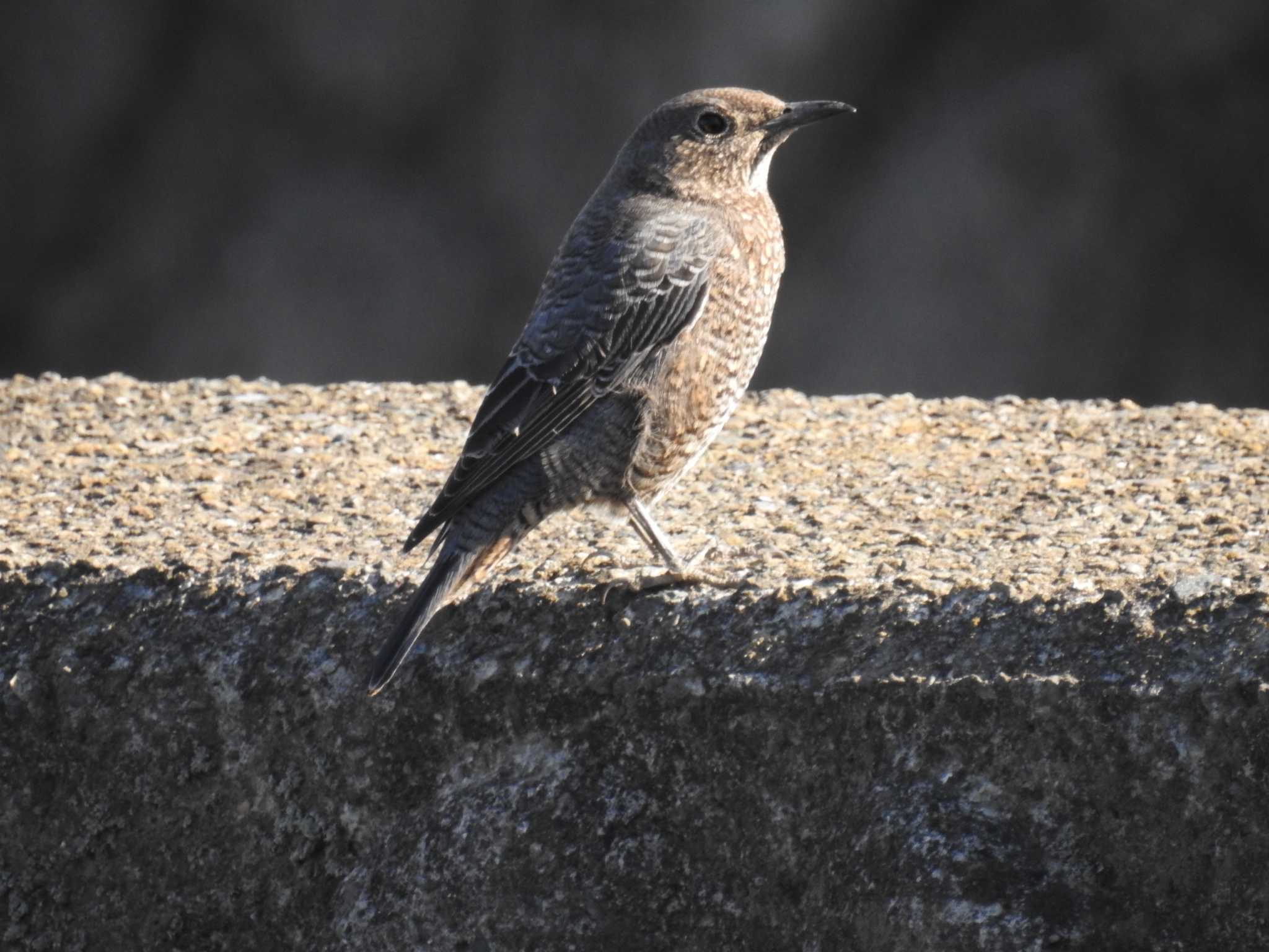 Blue Rock Thrush