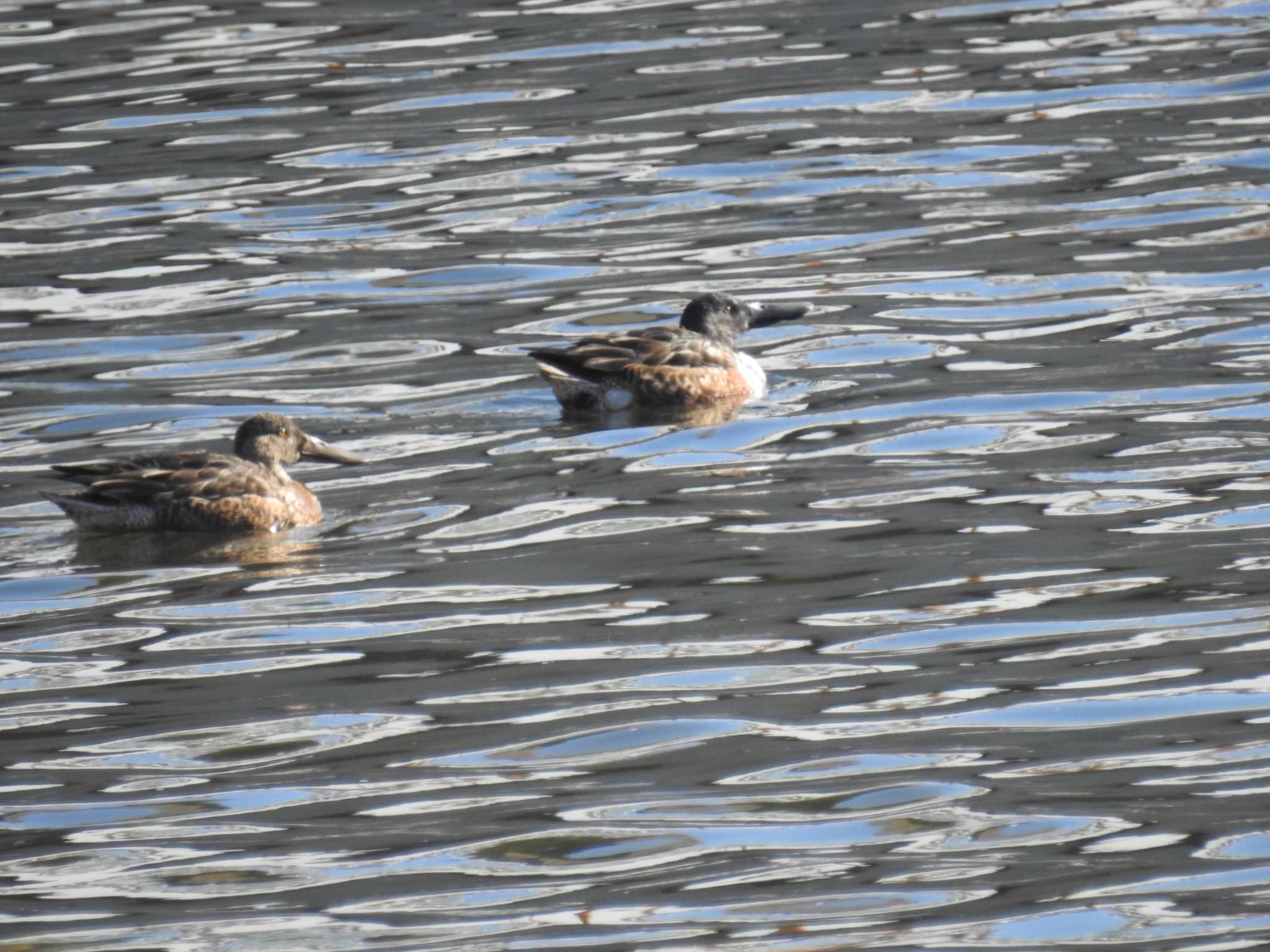 Northern Shoveler