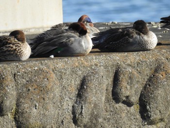 Green-winged Teal 相模大堰 Sun, 12/3/2023