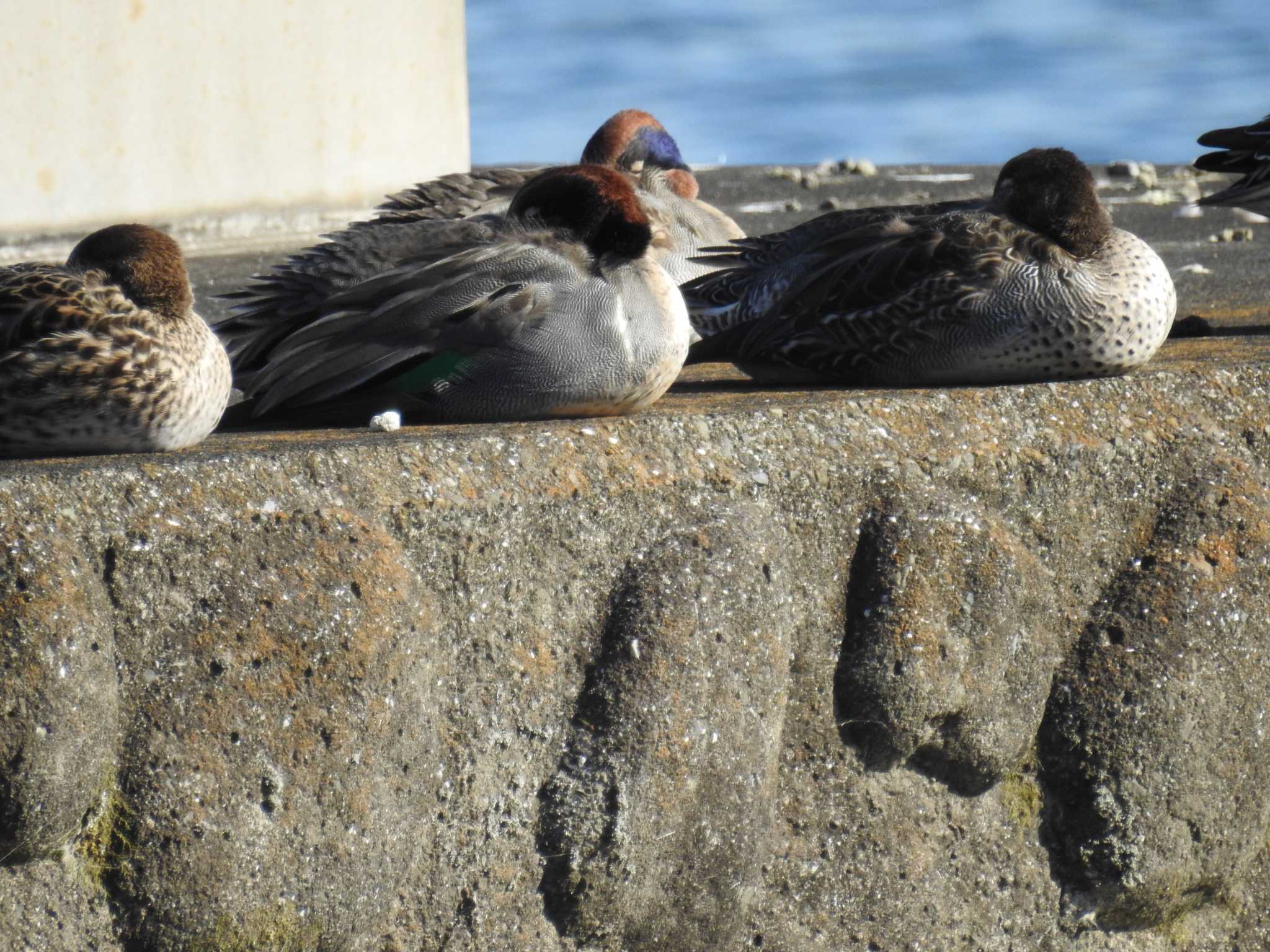 Green-winged Teal