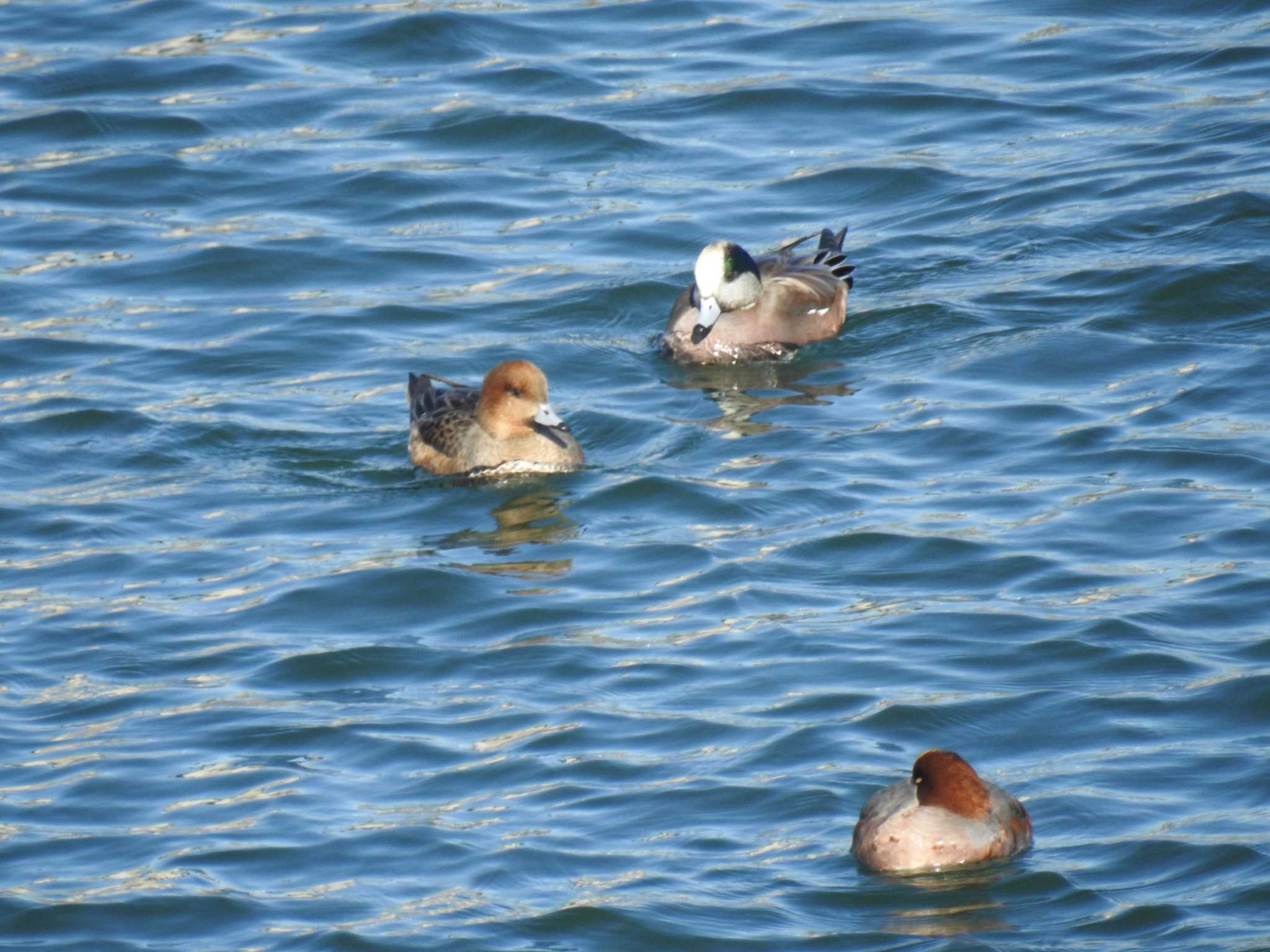 American Wigeon