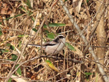 Sat, 12/2/2023 Birding report at 平筒沼(宮城県登米市)