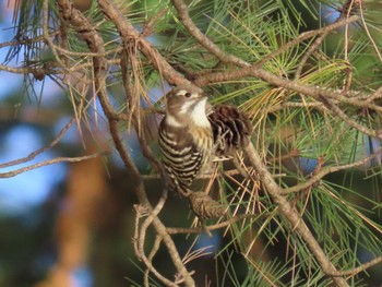 Japanese Pygmy Woodpecker 平筒沼(宮城県登米市) Sat, 12/2/2023