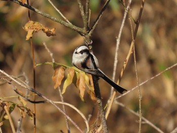 Long-tailed Tit 平筒沼(宮城県登米市) Sat, 12/2/2023