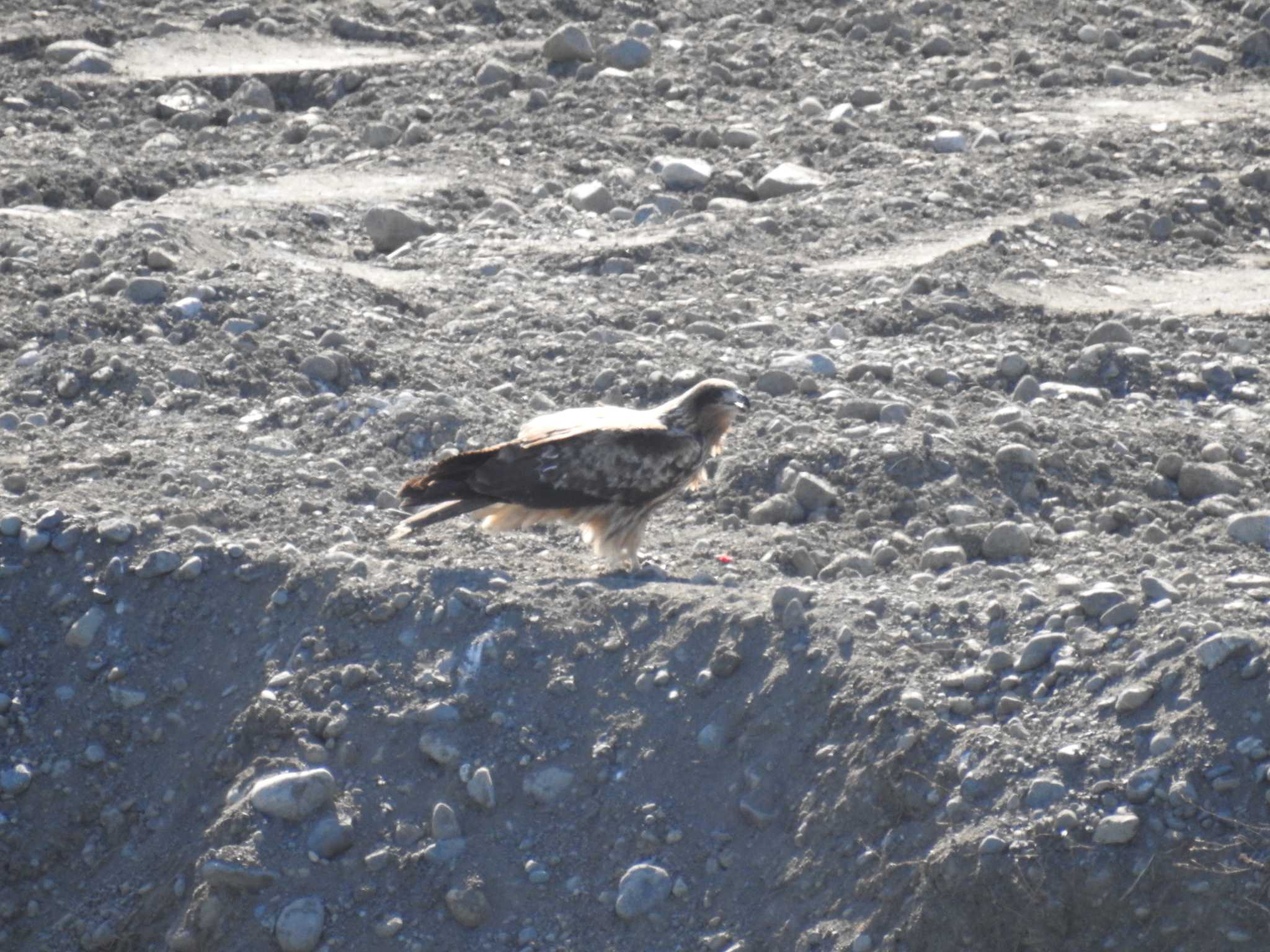 Black Kite