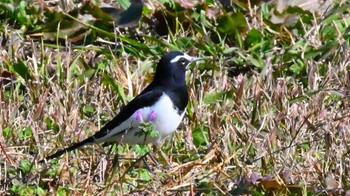 Sat, 12/2/2023 Birding report at 馬見丘陵公園