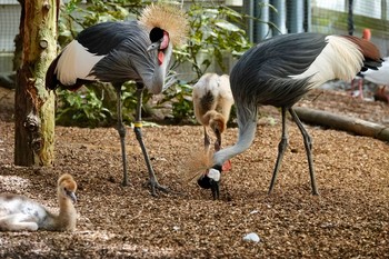 Grey Crowned Crane