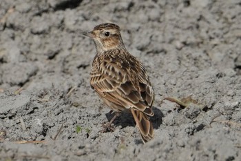 Eurasian Skylark 兵庫県明石市 Fri, 12/1/2023