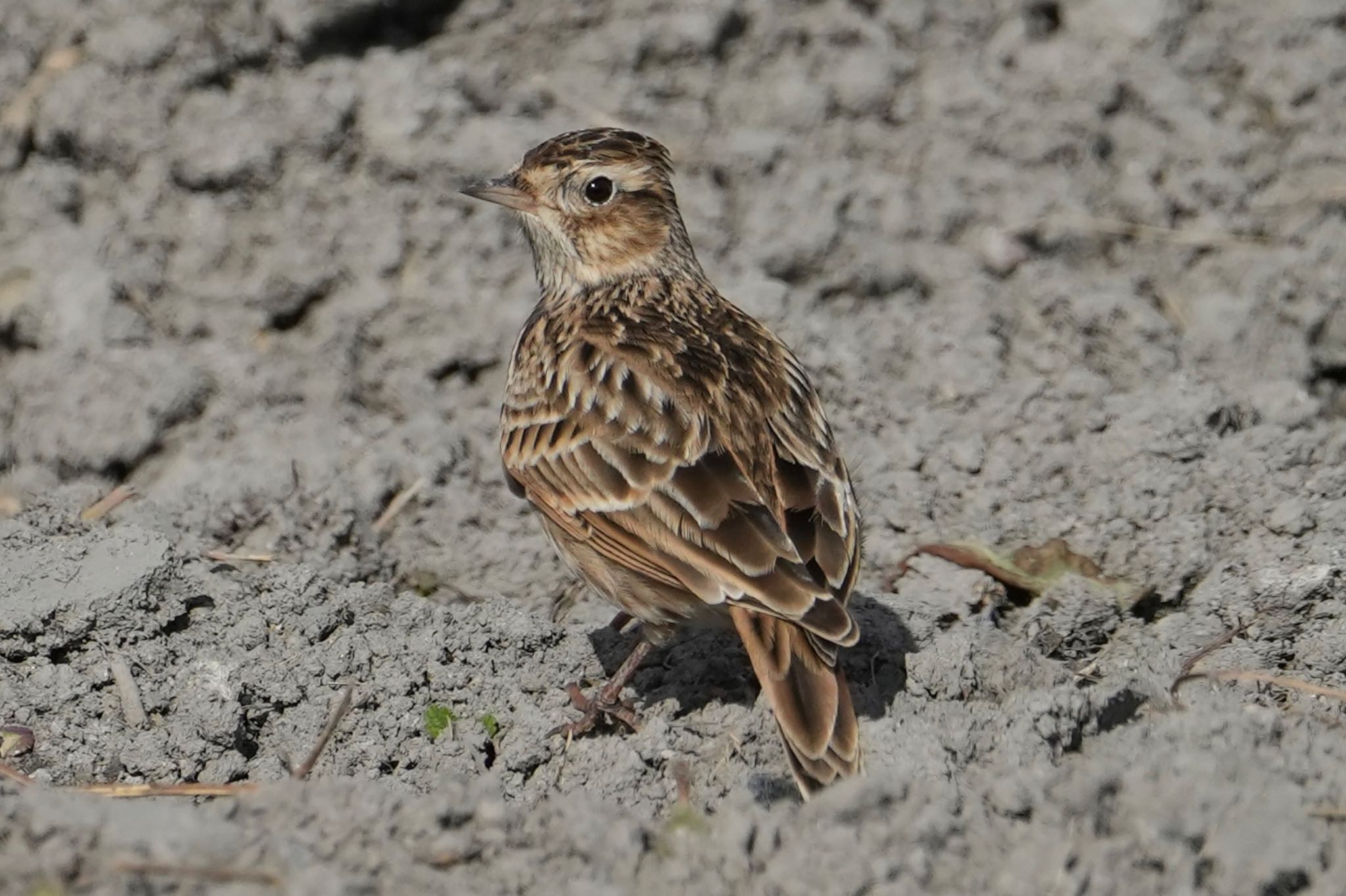 Photo of Eurasian Skylark at 兵庫県明石市 by Rikaooooo