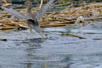 ゴイサギ 旧中川水辺公園 2023年10月8日(日)