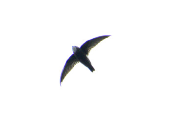 House Swift 多摩川二ヶ領宿河原堰 Sat, 10/13/2018