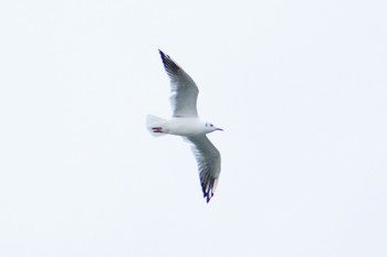 Black-headed Gull 多摩川二ヶ領宿河原堰 Sat, 10/13/2018