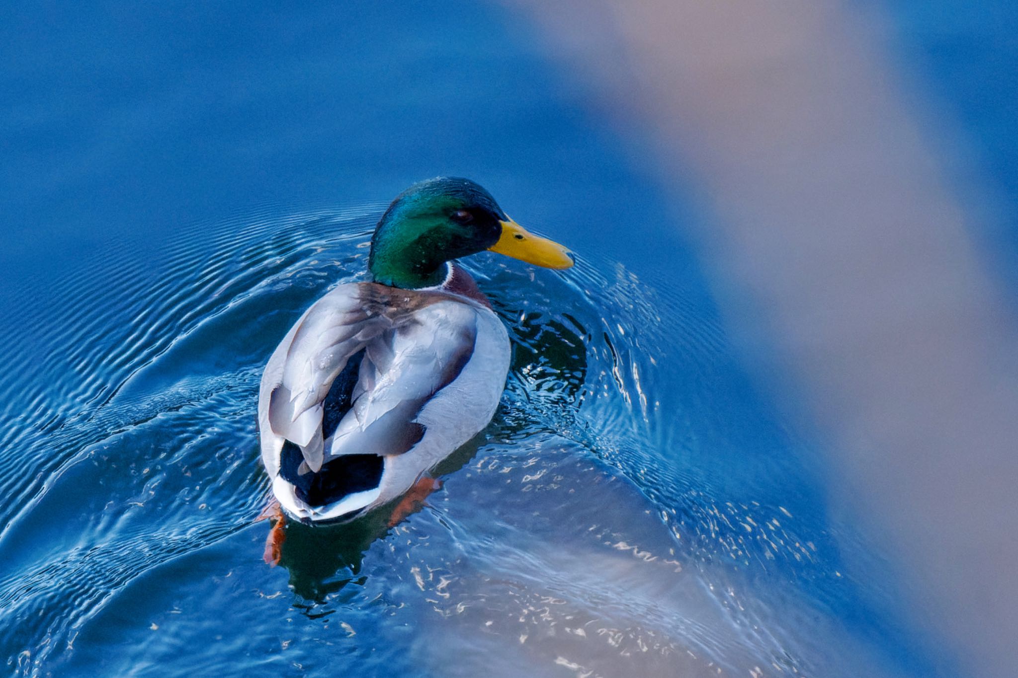 Mallard