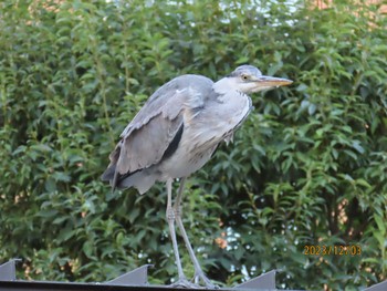 アオサギ 都内公園 2023年12月3日(日)