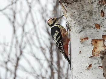 2023年12月3日(日) 真駒内公園の野鳥観察記録