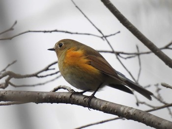 Red-flanked Bluetail 愛知県緑化センター 昭和の森 Sat, 12/23/2023