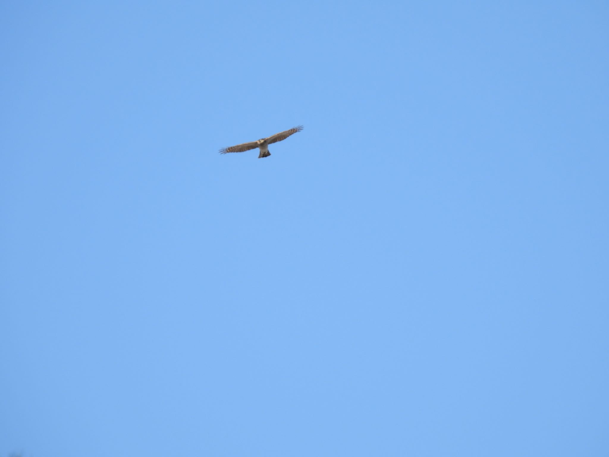 Eurasian Sparrowhawk