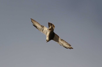 2018年10月13日(土) 北海道 函館市 函館山の野鳥観察記録