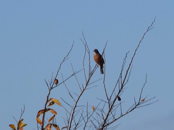 Meadow Bunting 境川遊水地公園 Sat, 12/2/2023