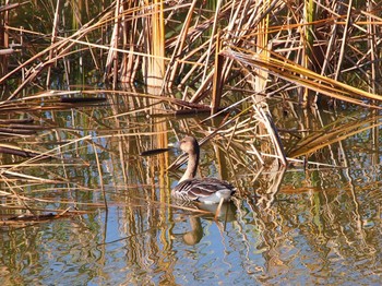 Taiga Bean Goose 境川遊水地公園 Sat, 12/2/2023