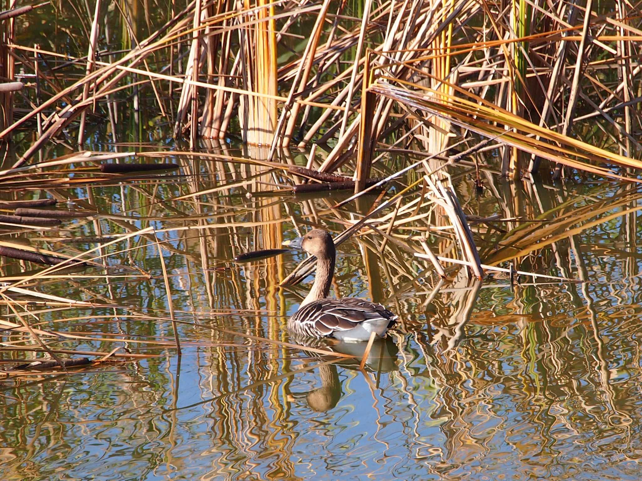 Photo of Taiga Bean Goose at 境川遊水地公園 by 塩昆布長