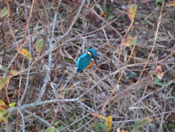 Common Kingfisher 境川遊水地公園 Sat, 12/2/2023