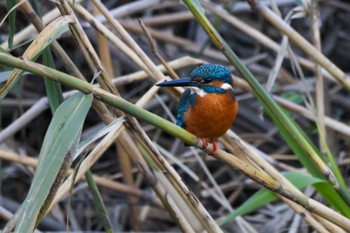 Common Kingfisher 横浜市 Sun, 12/3/2023