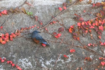 Blue Rock Thrush 横浜市 Sun, 12/3/2023