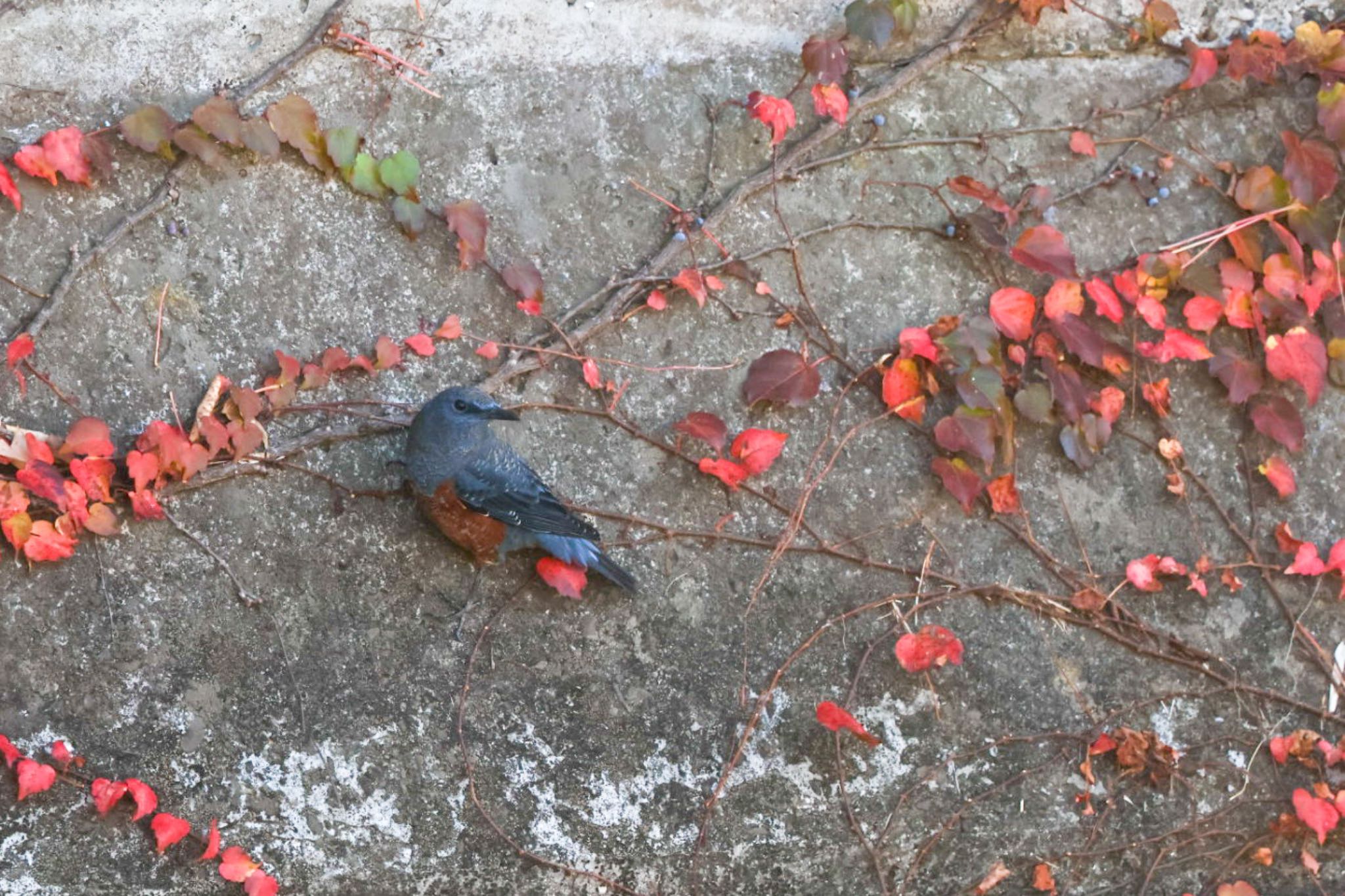 Photo of Blue Rock Thrush at 横浜市 by Allium