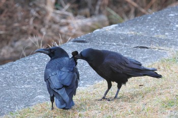 Carrion Crow 横浜市 Sun, 12/3/2023