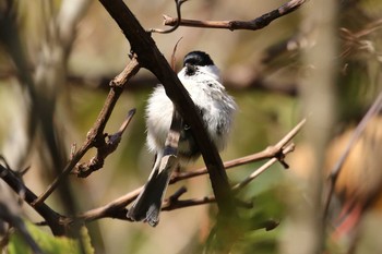 ハシブトガラ 北海道 函館市 函館山 2018年10月13日(土)