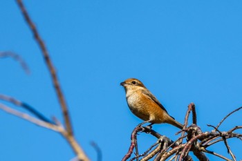 Bull-headed Shrike 横浜市 Sun, 12/3/2023