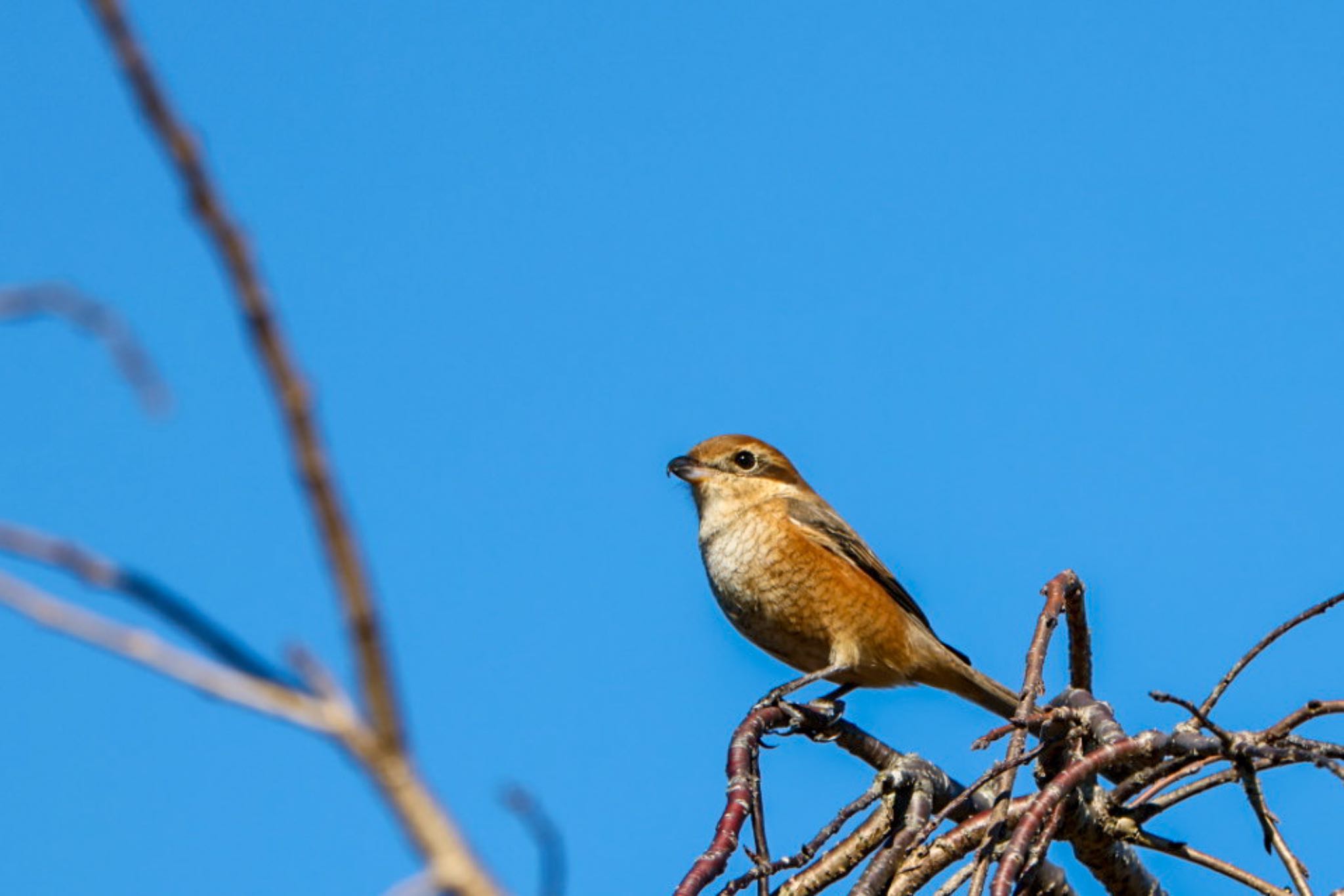 Photo of Bull-headed Shrike at 横浜市 by Allium