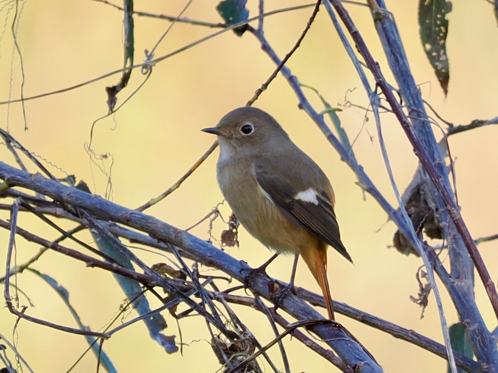 Daurian Redstart