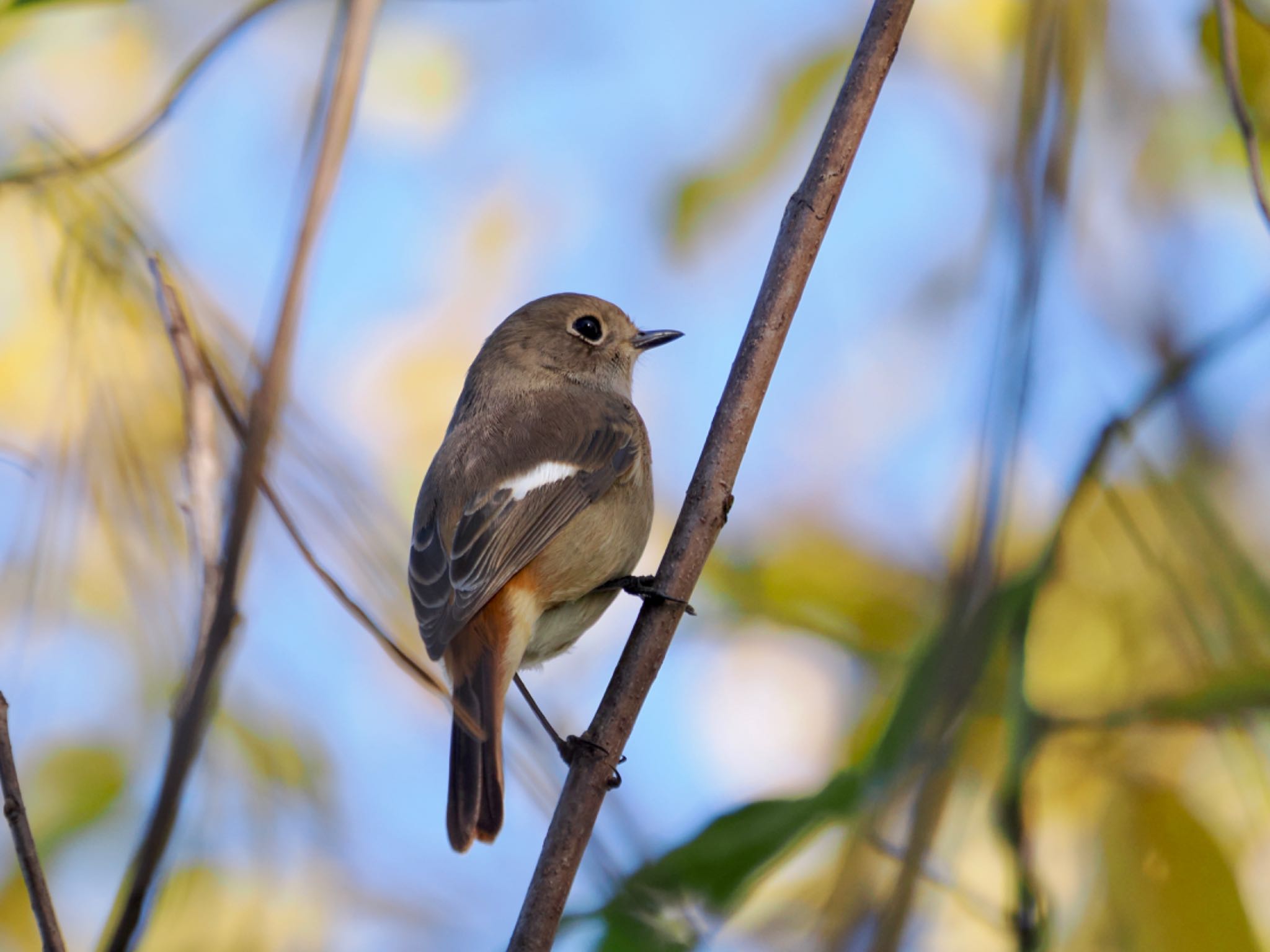 Daurian Redstart