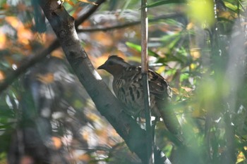 Chinese Bamboo Partridge 東京都立桜ヶ丘公園(聖蹟桜ヶ丘) Sun, 12/3/2023