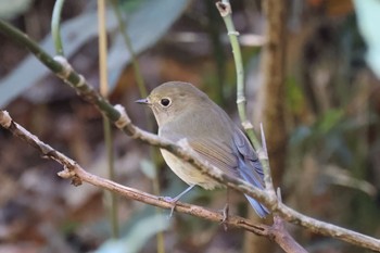 ルリビタキ こども自然公園 (大池公園/横浜市) 2023年12月3日(日)