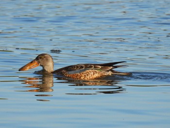 Sat, 12/2/2023 Birding report at 芝川第一調節池(芝川貯水池)