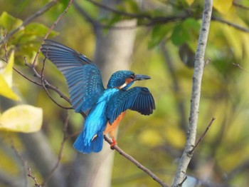 カワセミ 芝川第一調節池(芝川貯水池) 2023年12月2日(土)