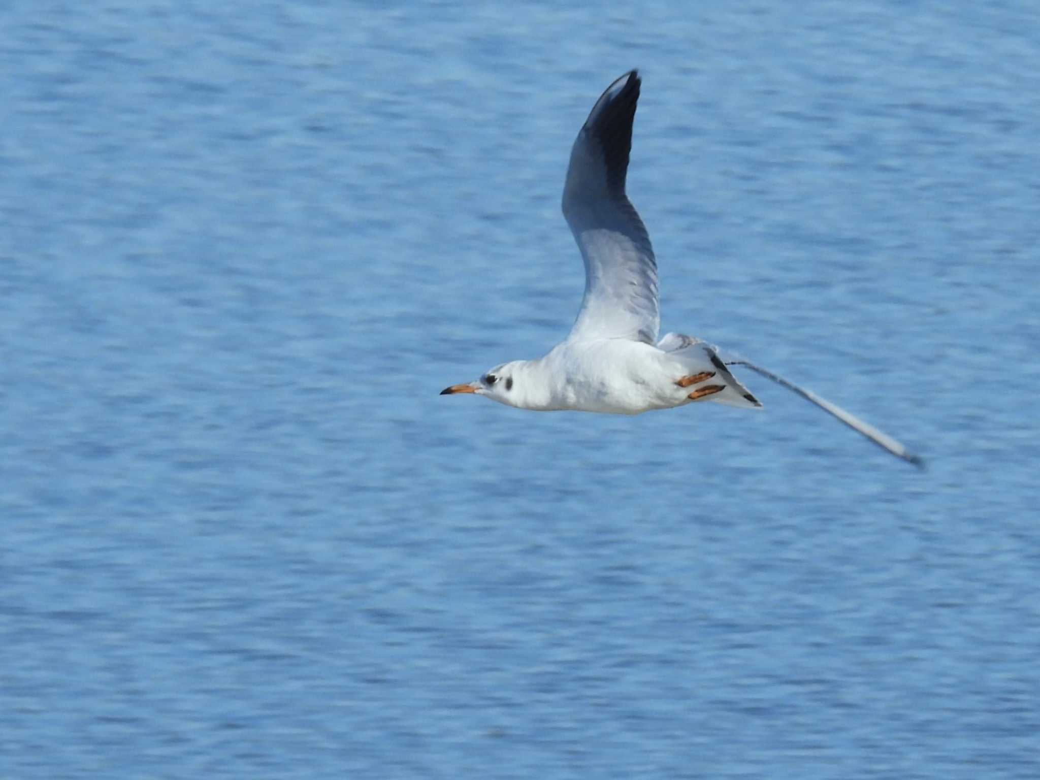 Black-headed Gull