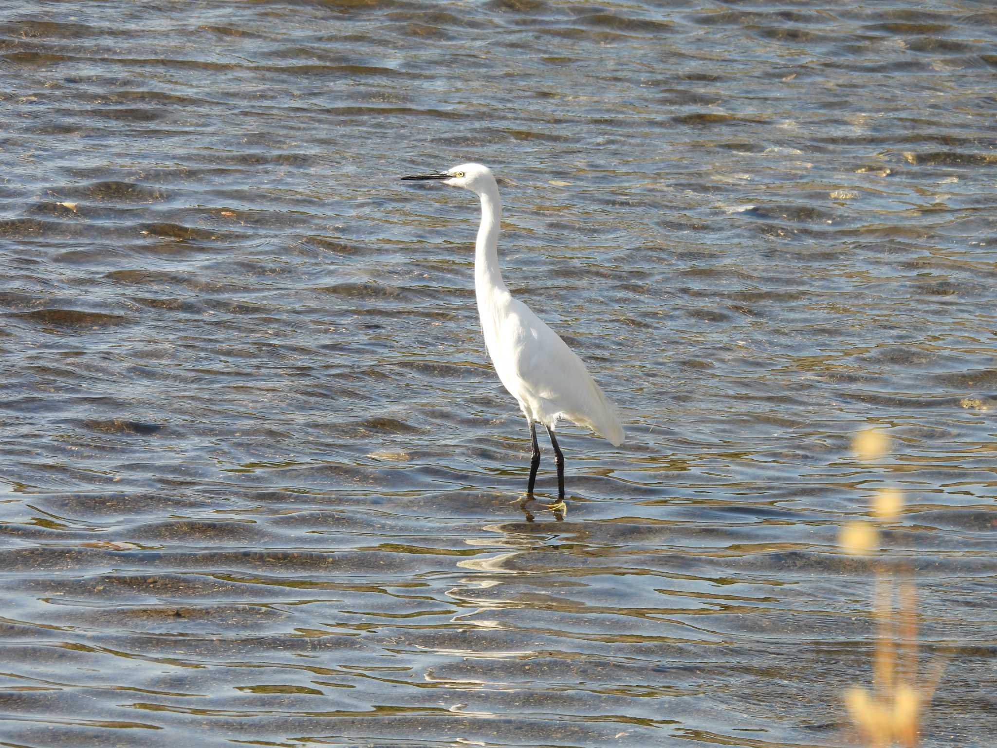 Photo of Little Egret at 愛洲の里 by aquilla
