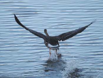 Sun, 12/3/2023 Birding report at 境川遊水地公園