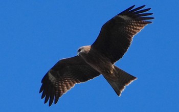 2023年12月3日(日) 昆陽池公園の野鳥観察記録