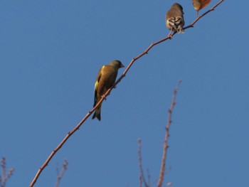 カワラヒワ 東京港野鳥公園 2023年12月3日(日)