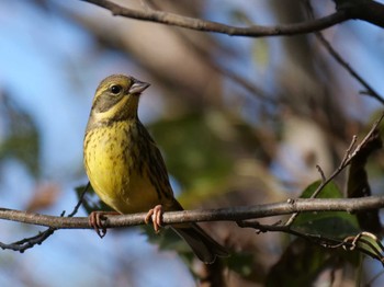 アオジ 柏の葉公園 2023年12月2日(土)