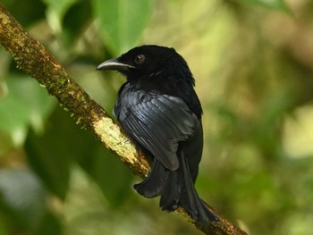 Hair-crested Drongo Kinabaru park Fri, 11/24/2023